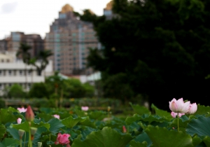 三峽愛荷2  _peterp.