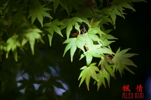 11/9福壽山-楓情