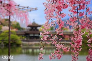 日本花見行【搖曳生姿如夢境】