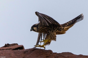 東北角的遊隼(2)