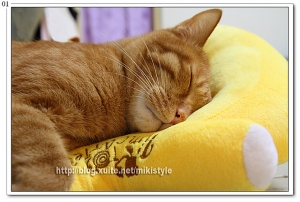 猴子貓與香蕉椅 就是要在一起 XDDDD