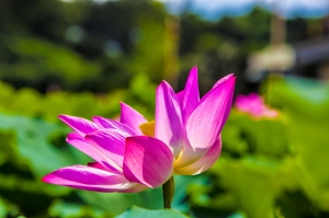 道出自蓮，自性蓮花