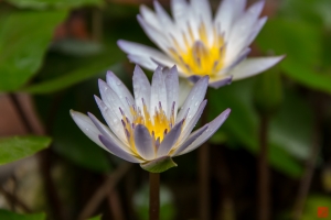 住家周邊花語草 2013-12-15拍