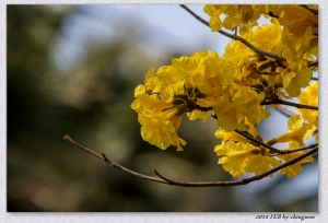 風鈴黃花