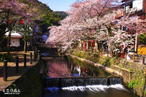 【日本賞櫻】漫步櫻川堤。用照片寫下美好回憶