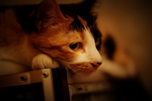 貓 [LOMO風]