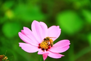 蜂-採蜜