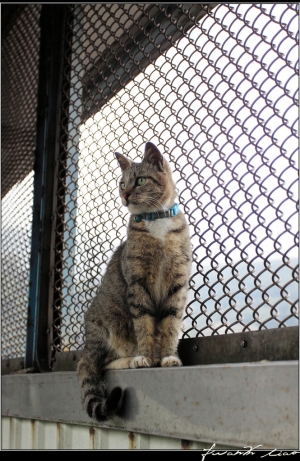 猴洞貓村