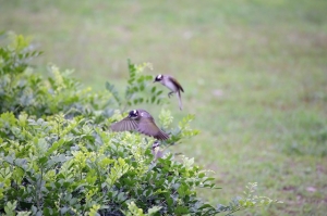 1DX 青蛙..拍得全身汗...