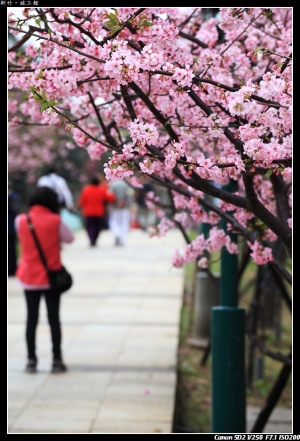 也是新竹玻工館河津櫻