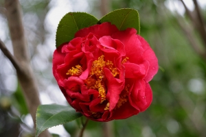 陽明山花卉試驗中心茶花開囉