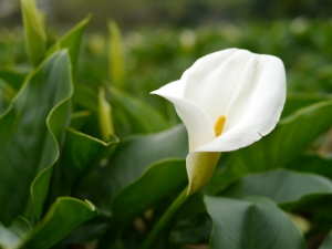 [竹子湖]花花世界之隨手拍