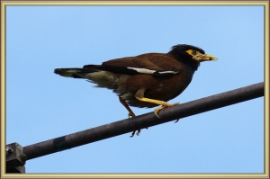 大鳥園打鳥