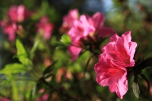 三月 杜鵑花