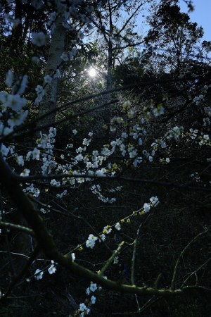 秘境梅園2-梅林居