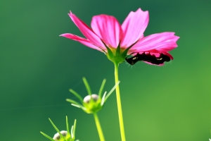 大波斯菊