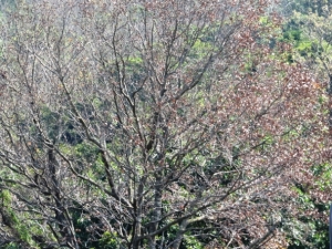 [SX50HS]陽明山鳳凰谷隨興取景練習