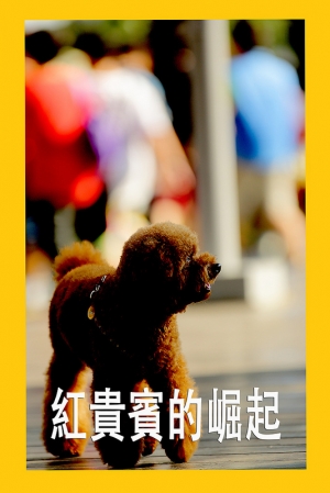 紅貴賓的崛起