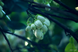 春天的季節--柚花--請指教--一之眼--