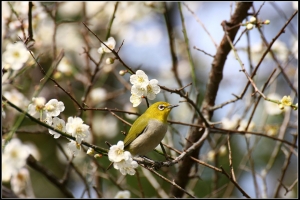 賞花亦賞鳥