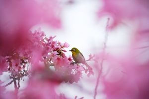 粉花配青鳥