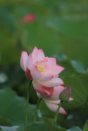 荷 薰