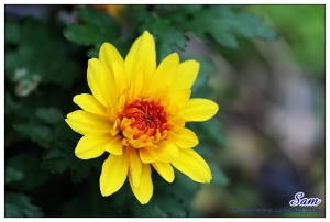 再拍花草