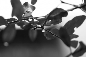 Still Life 10/07　秋　雨