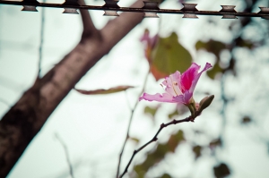 禁錮的花朵(有勞版友正名)