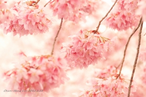 武陵 櫻花見