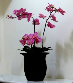 一盆蘭花