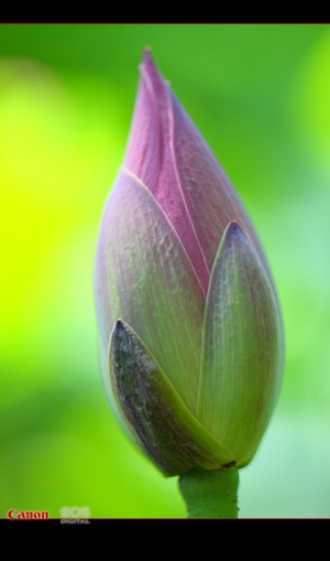 2011 夏荷