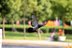 天氣好 打鴿去ＸＤ