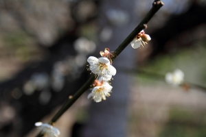 梅花隧道