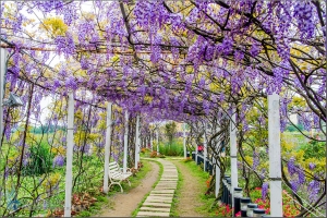 紫藤咖啡園．紫藤花之戀