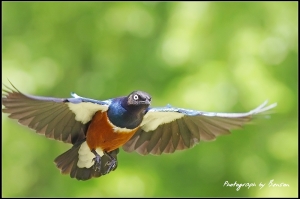 栗頭麗椋鳥