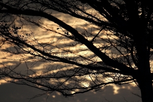 夕樹-bevis