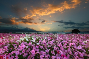 花海配大景
