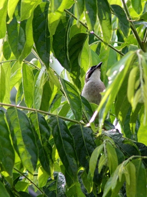 550D + EF 75-300mm USM III 平價裝備拍白頭翁