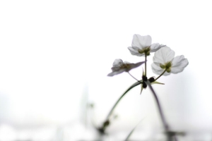 東南亞的水生植物