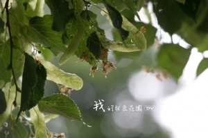 ►►► My Secret Garden 我的秘密花園 [5] ● DV ◄◄◄
