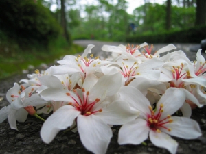 傻瓜拍油桐花