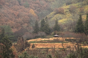秋 楓