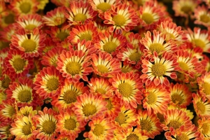 大菊花