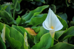 海芋