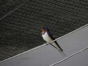 {SX50HS}門前打鳥練習PART II