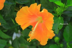 花(2)