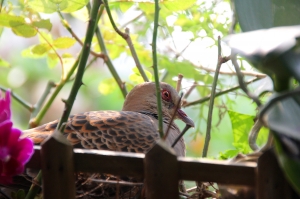 ●●●金背鳩育雛成長全紀錄●●●雙胞胎爸