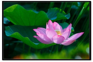 夏日荷花