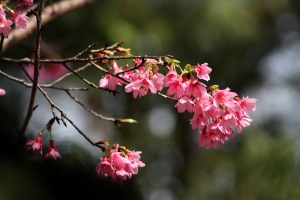 迎春～花